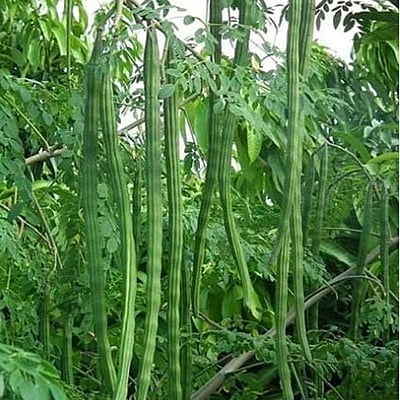 Organic Drumstick (Moringa) Plant Seeds - 3 seeds Open Pollinated