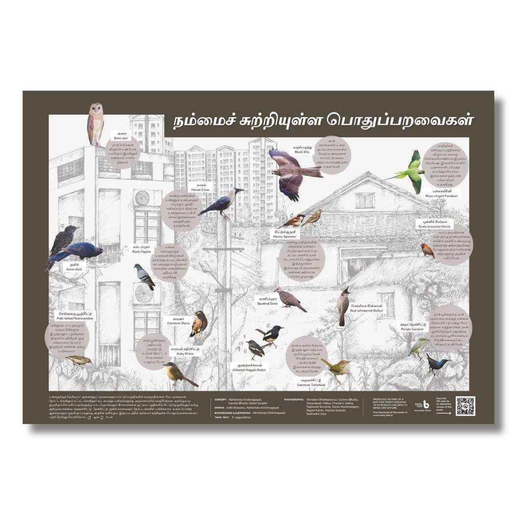 Early Bird Poster - Birds around Human Habitation Early Bird Poster - Birds around Human Habitation