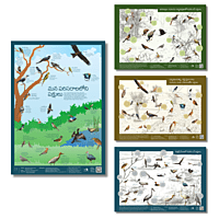 Early Bird Posters - Birds Around Us Series (All posters)