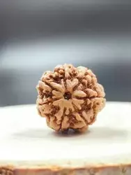 7 Mukhi Rudraksha