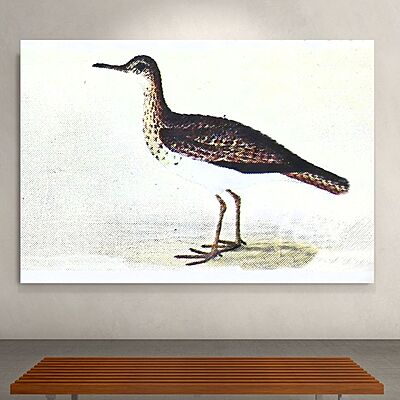 Wallart Sandpiper Bertram Wallart Sandpiper Bertram