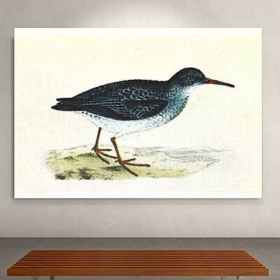 Wallart Sandpiper Wallart Sandpiper