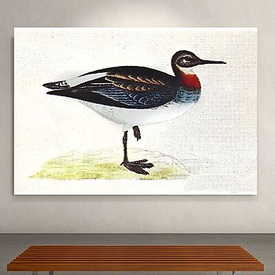 Wallart Red Phalarope