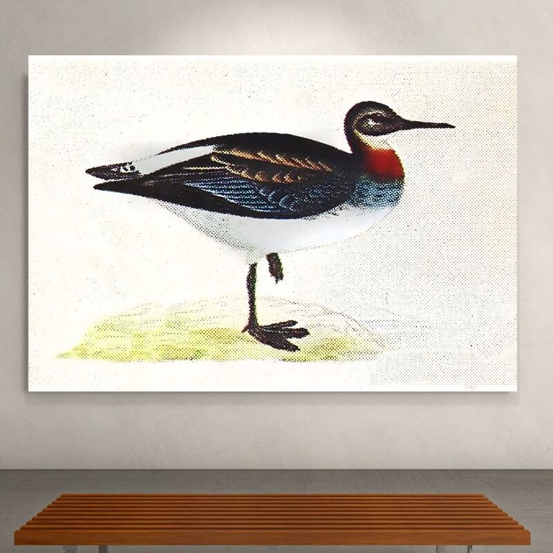 Wallart Red Phalarope