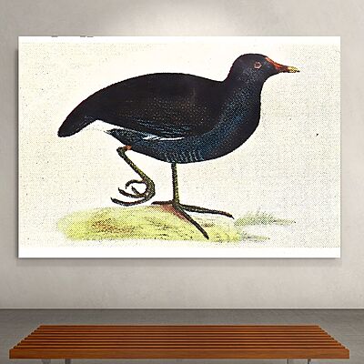 Wallart Moorhen Wallart Moorhen