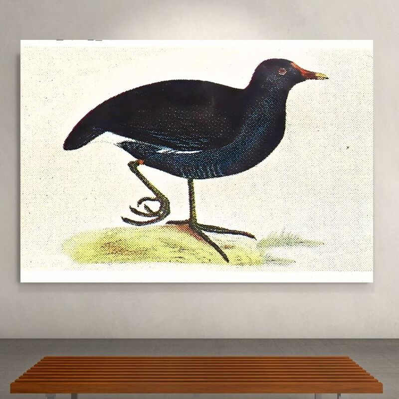 Wallart Moorhen
