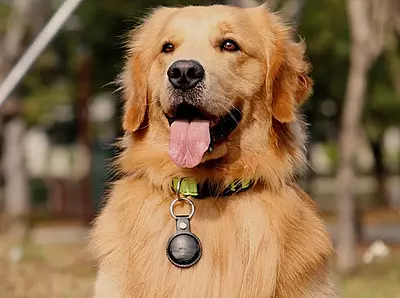 MiTag with Keychain: Pet Anti Loss Device MiTag with Keychain: Pet Anti Loss Device