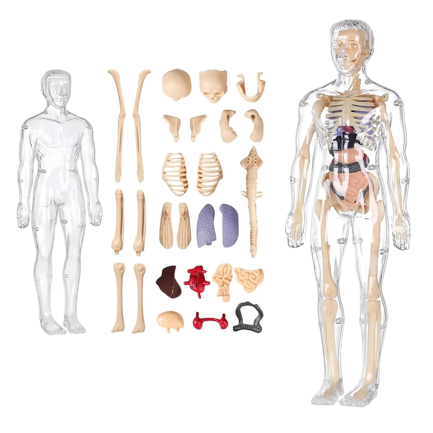 Human Body Structure Model, Human Body Model for Kids , 3D Clear Human Body Structure Model