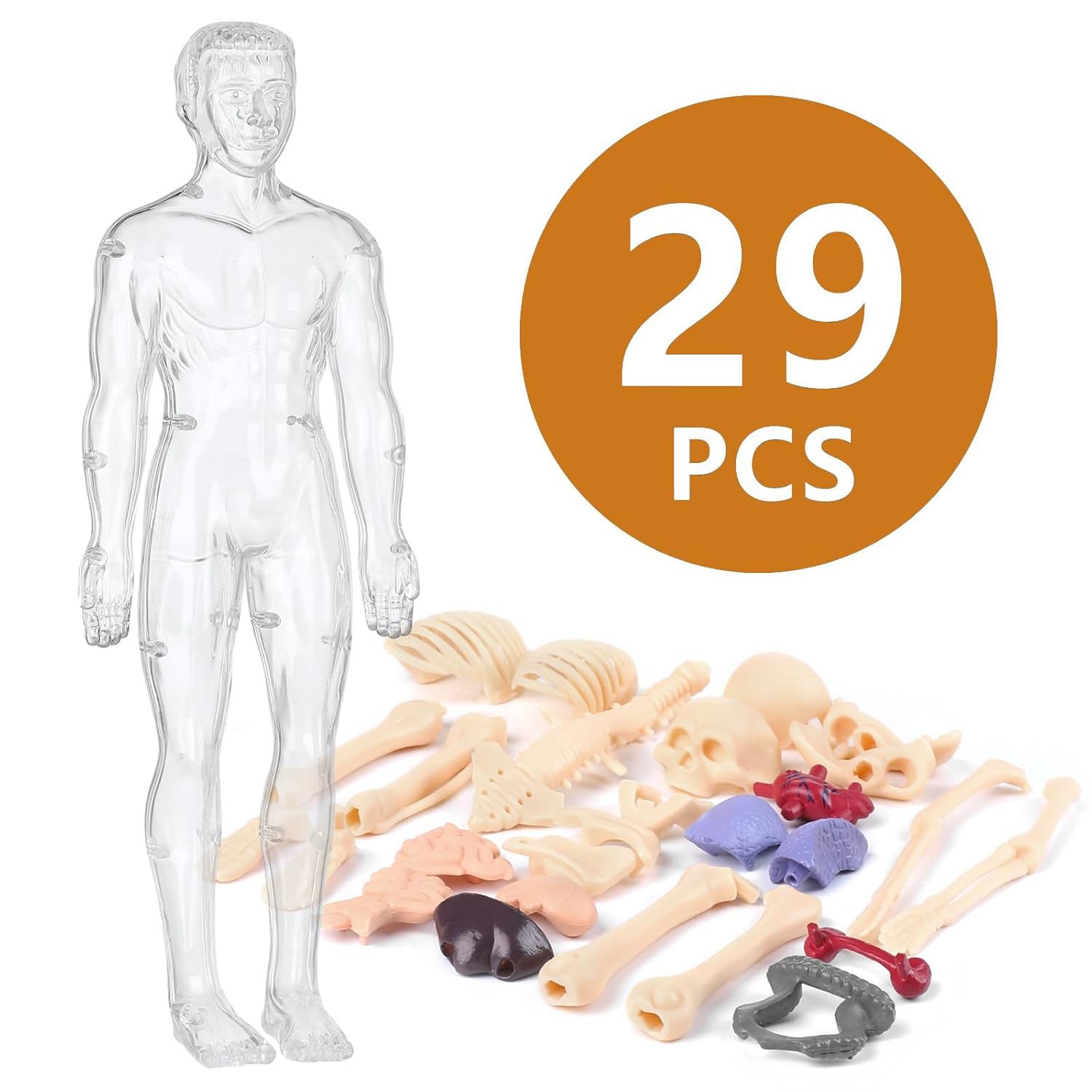 Human Body Structure Model, Human Body Model for Kids , 3D Clear Human Body Structure Model Human Body Structure Model, Human Body Model for Kids , 3D Clear Human Body Structure Model