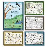 Early Bird Posters - Birds Around Us Series (All posters)