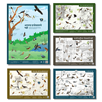 Early Bird Posters - Birds Around Us Series (All posters)
