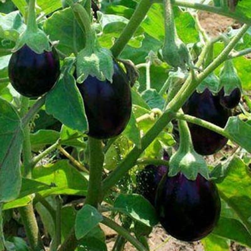 5 Seedlings of Black Round Brinjal / Kala Gol Baigan | Organic Seeds నల్ల వంకాయ మొక్కలు