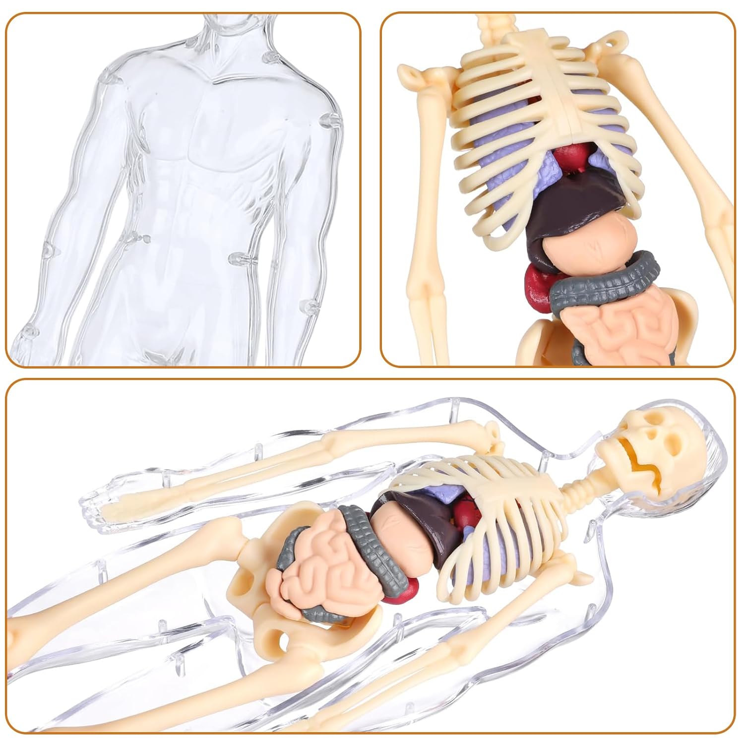 Human Body Structure Model, Human Body Model for Kids , 3D Clear Human Body Structure Model Human Body Structure Model, Human Body Model for Kids , 3D Clear Human Body Structure Model