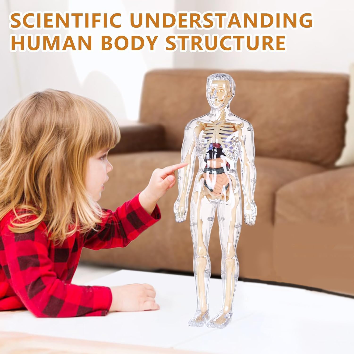 Human Body Structure Model, Human Body Model for Kids , 3D Clear Human Body Structure Model Human Body Structure Model, Human Body Model for Kids , 3D Clear Human Body Structure Model