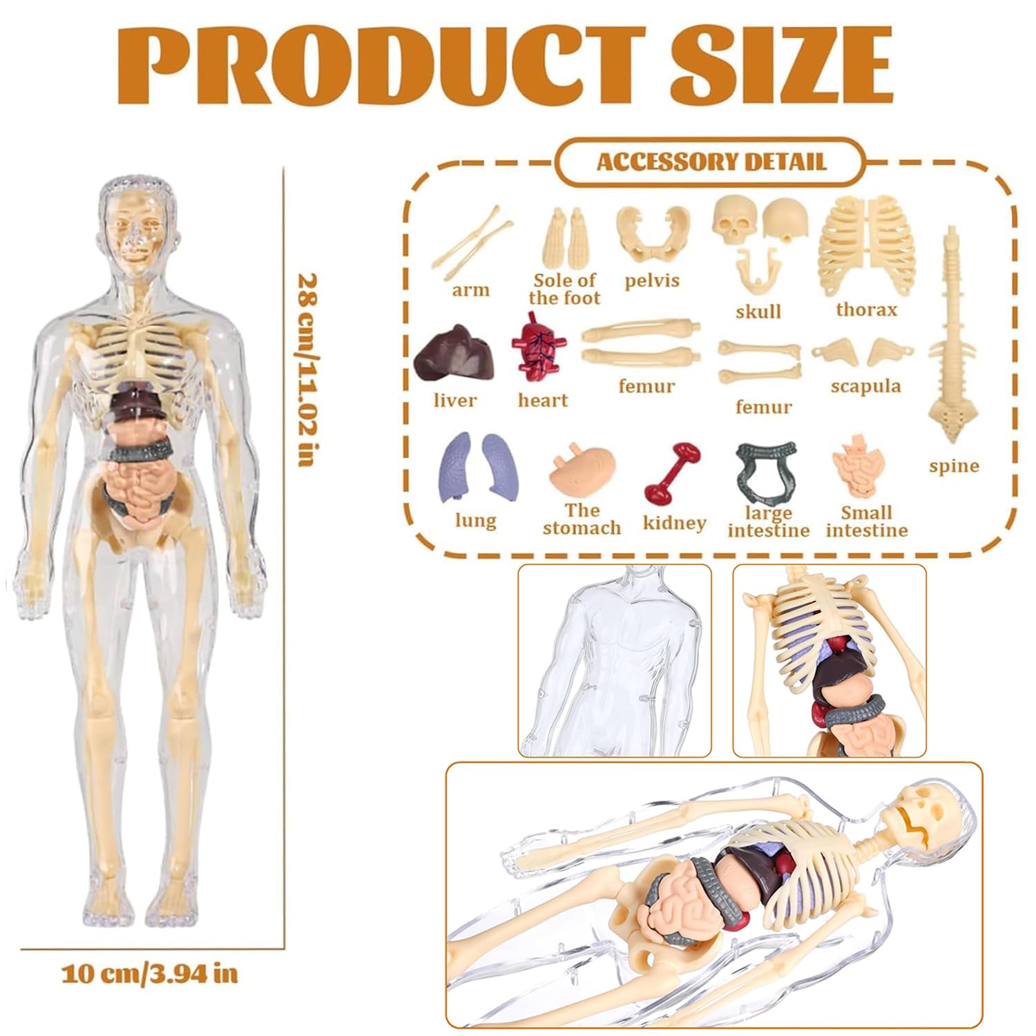 Human Body Structure Model, Human Body Model for Kids , 3D Clear Human Body Structure Model Human Body Structure Model, Human Body Model for Kids , 3D Clear Human Body Structure Model