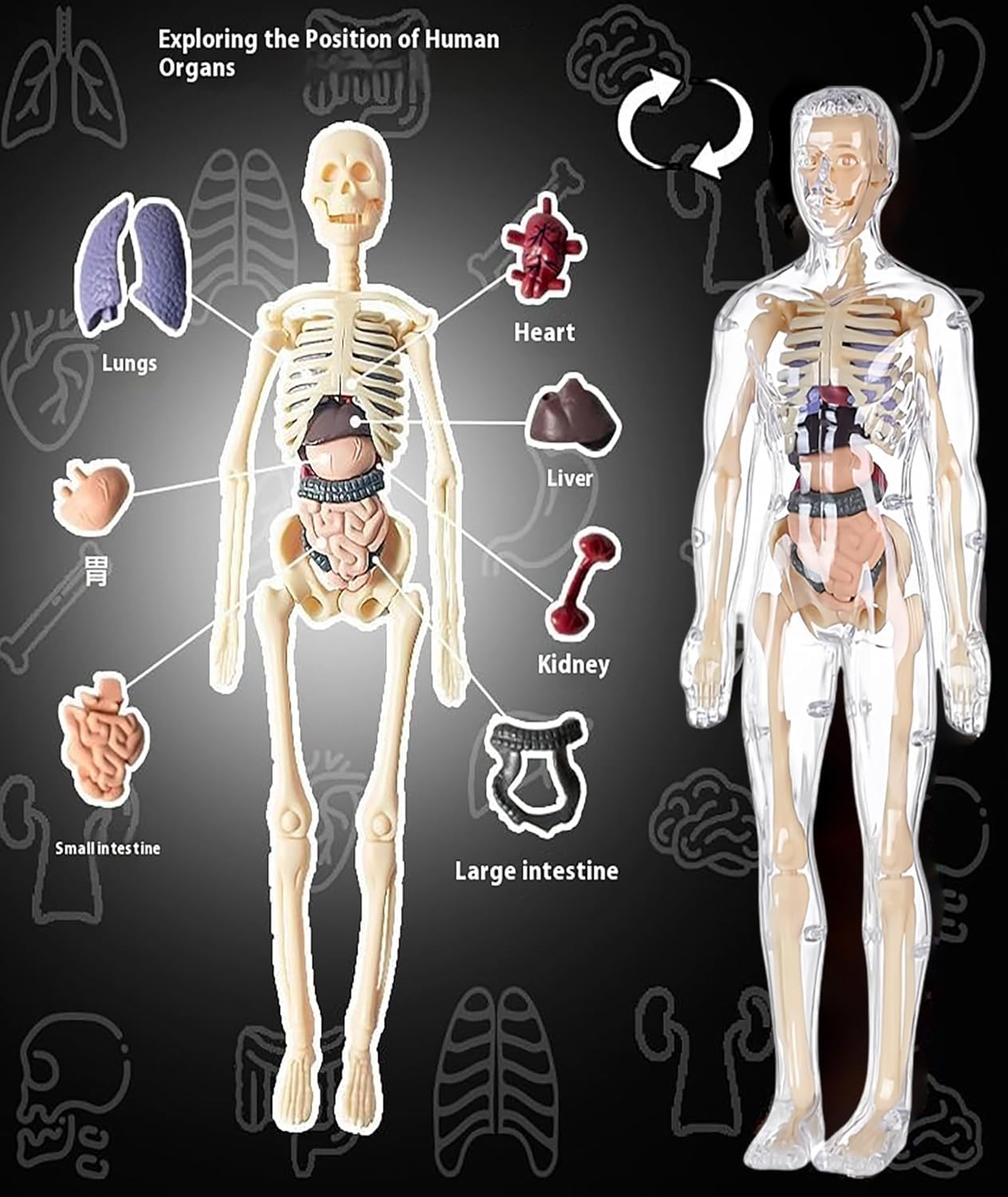 Human Body Structure Model, Human Body Model for Kids , 3D Clear Human Body Structure Model Human Body Structure Model, Human Body Model for Kids , 3D Clear Human Body Structure Model