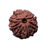 8 Mukhi Rudraksha Nepali