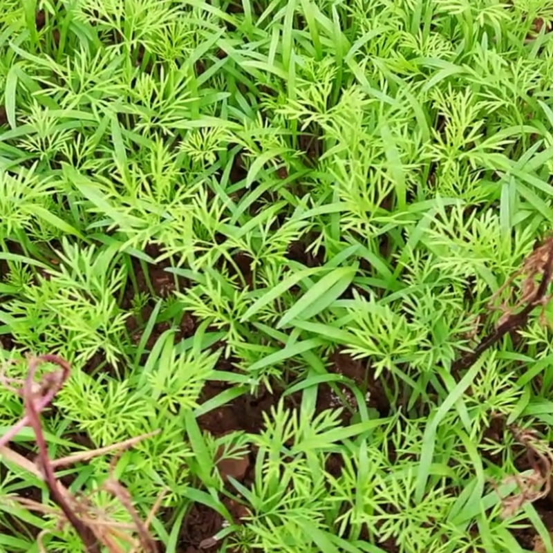 Dill Seeds / Suwa Seeds 100gms Dill Seeds / Suwa Seeds 100gms