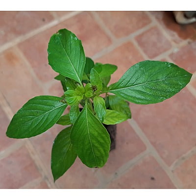 Karpoor Tulasi Karpoor Tulasi