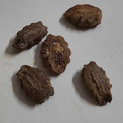 Snake Gourd Long పొడుగు పొట్లకాయ 5 seeds Snake Gourd Long పొడుగు పొట్లకాయ 5 seeds