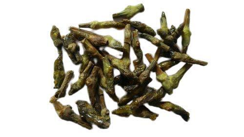 Dikamali ā Gandharaj ā Gardenia Gummifera Dikamali ā Gandharaj ā Gardenia Gummifera