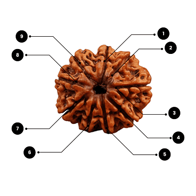 9 Mukhi Rudraksha – Natural & Certified