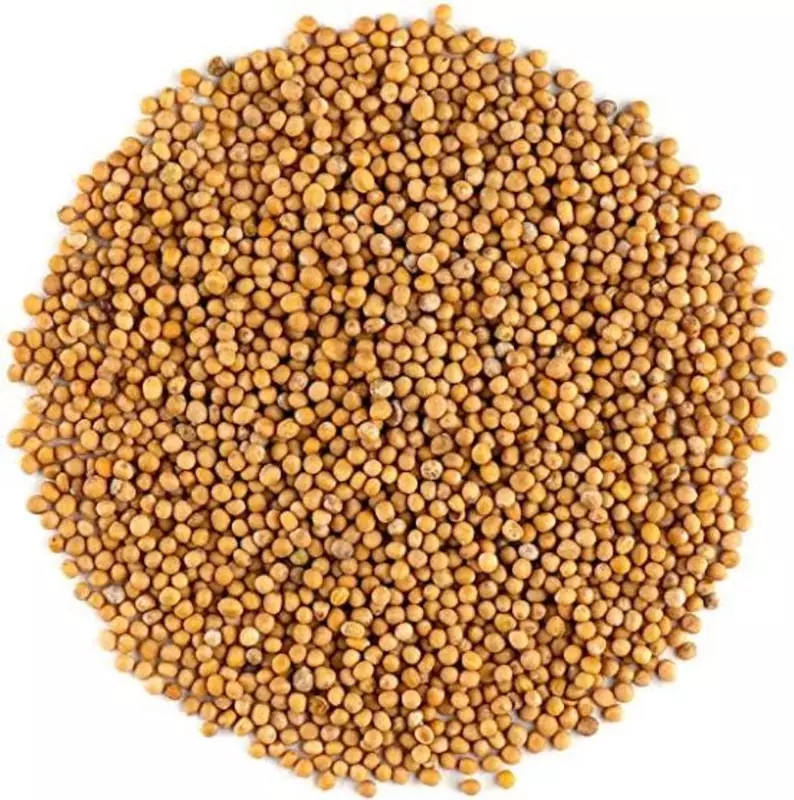 Bili Sasive- White mustard-Sinapis Alba Bili Sasive- White mustard-Sinapis Alba