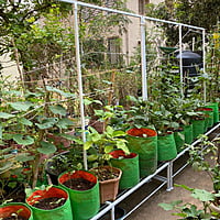 6 feet Single stand with vertical back frame for creeper and hanger set