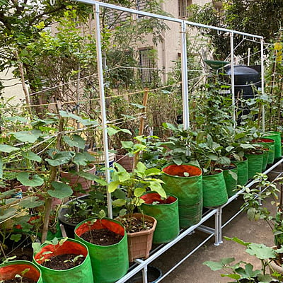 6 feet Single stand with vertical back frame for creeper and hanger set 6 feet Single stand with vertical back frame for creeper and hanger set