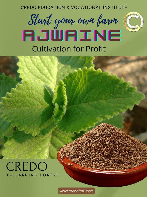 AJWAINE CULTIVATION AJWAINE CULTIVATION