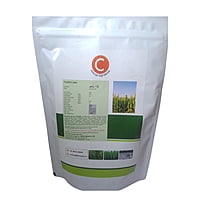C African tall Maize - Fodder (1Kg)