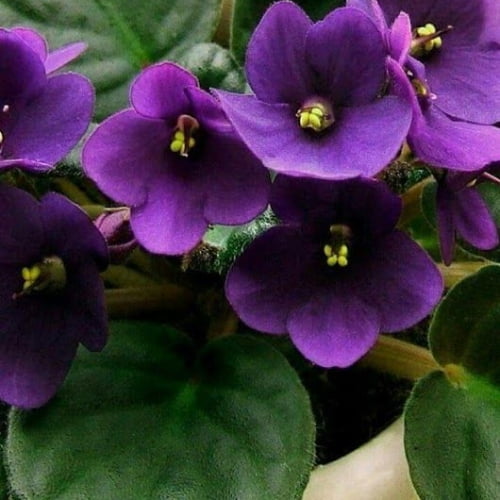 African Violet