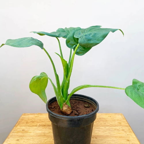 Alocasia Cucullata