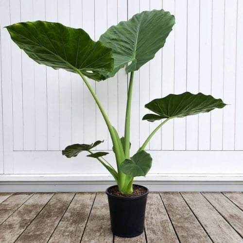 Alocasia Macrorrhizos