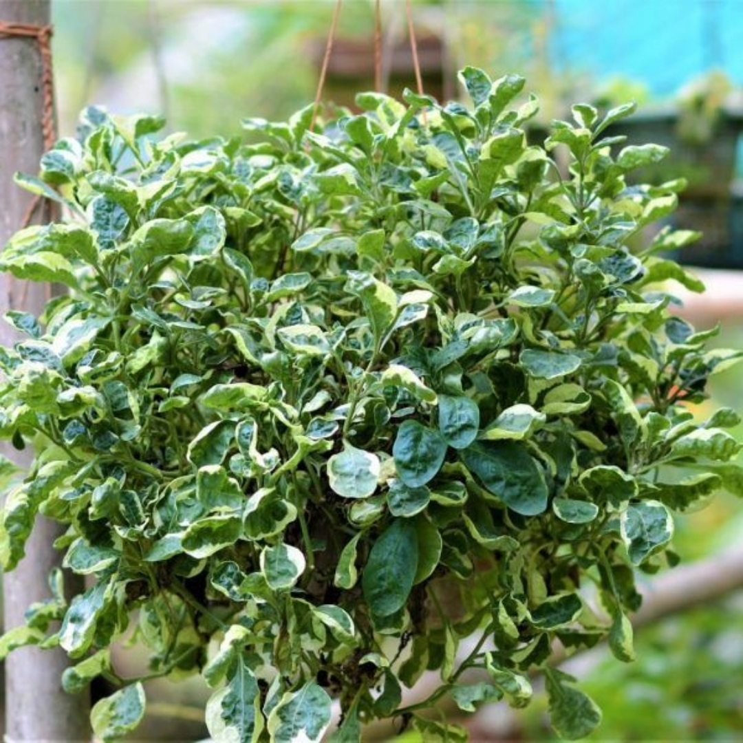 Alternanthera Variegated