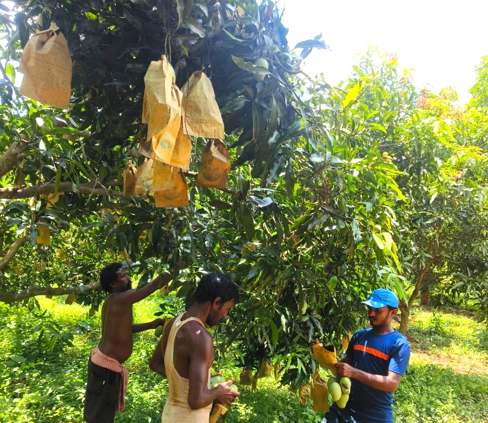 Amrapali Mangoes | 4.5 Kg