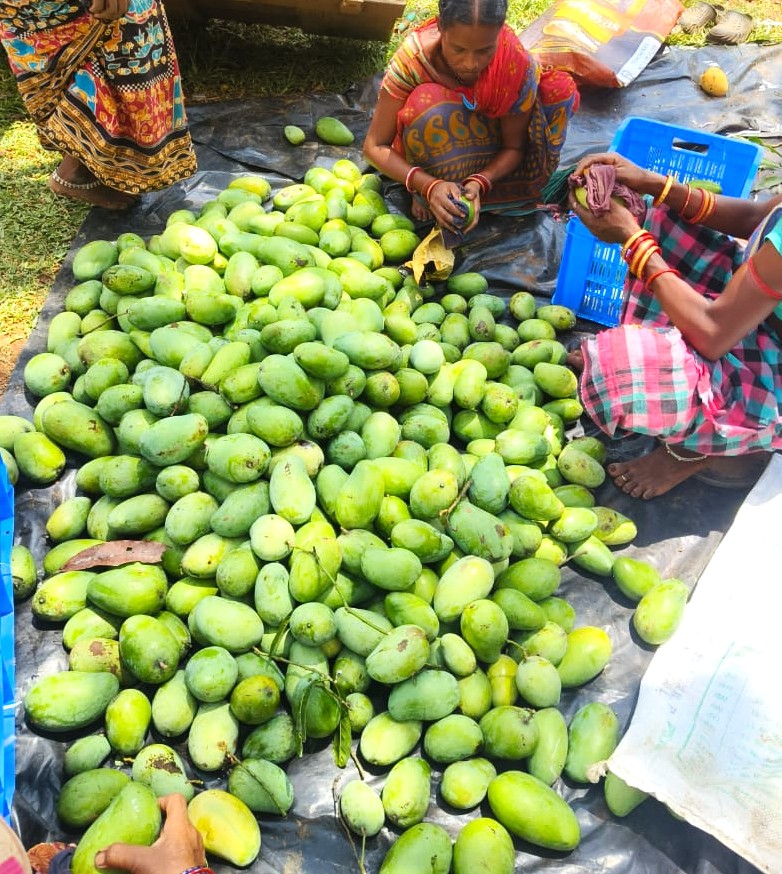 Amrapali Mangoes | 4.5 Kg