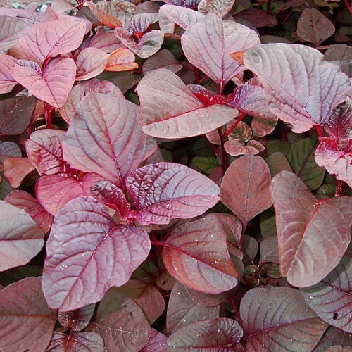 Amaranthus Red Amaranthus Red