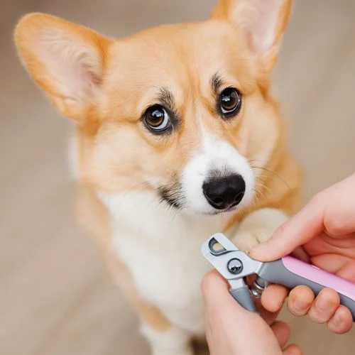 Animal Nail Cutter Clipper Trimmer & Filer Animal Nail Cutter Clipper Trimmer & Filer