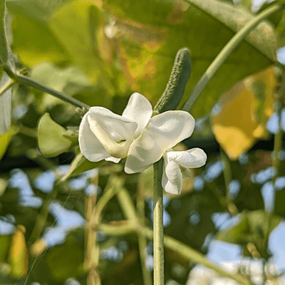 Organic Kanupu chikkudu Seeds 6 to 8 | Heirloom short beans Organic Kanupu chikkudu Seeds 6 to 8 | Heirloom short beans