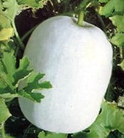Ash Gourd Ash Gourd