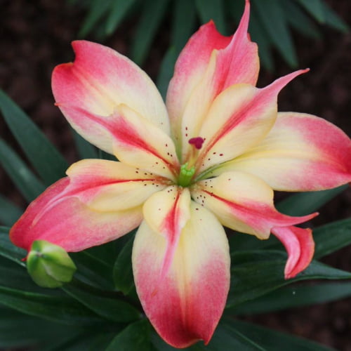Asiatic Lilies