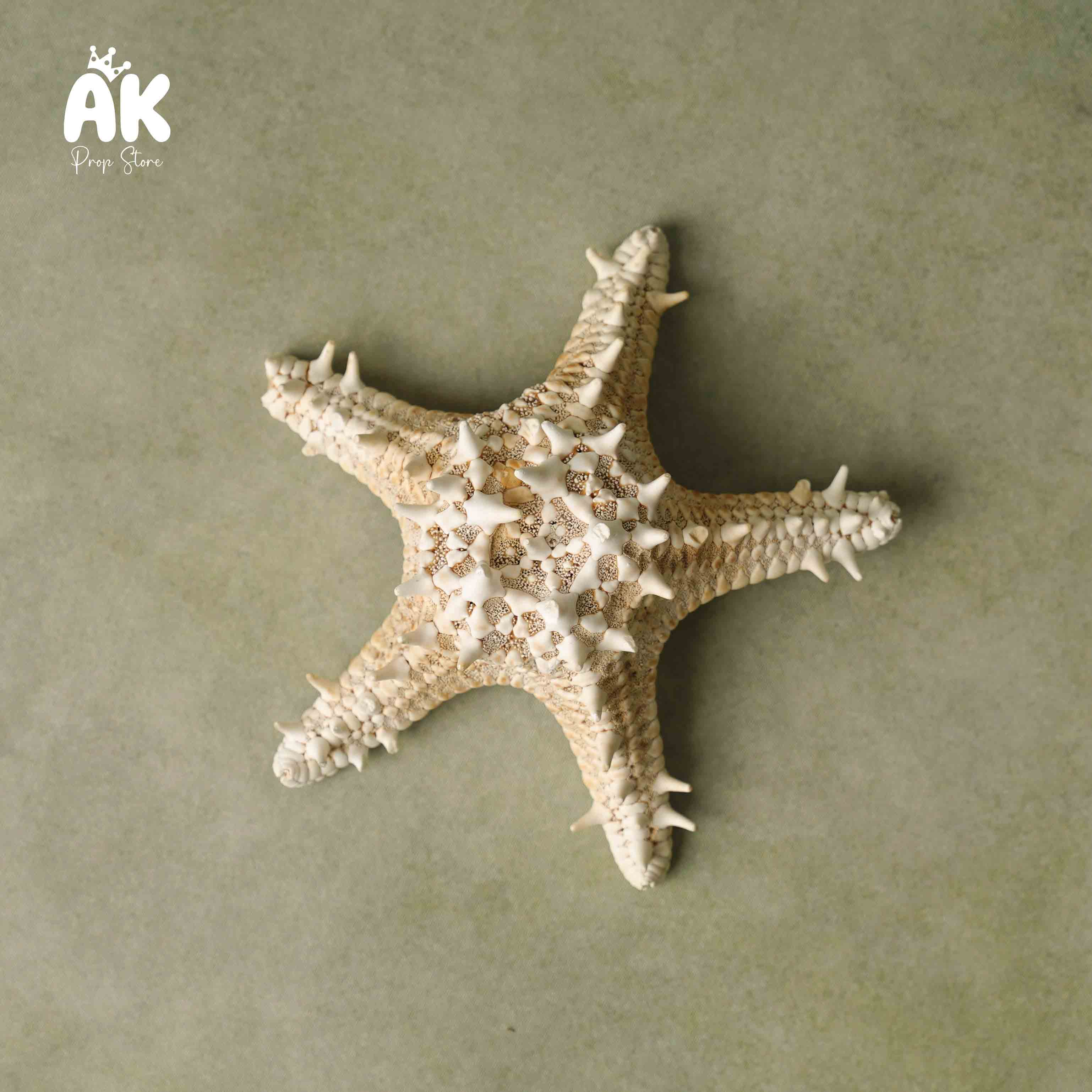 Star Fish Star Fish
