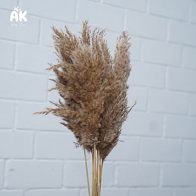 Dried Pampas Bunch