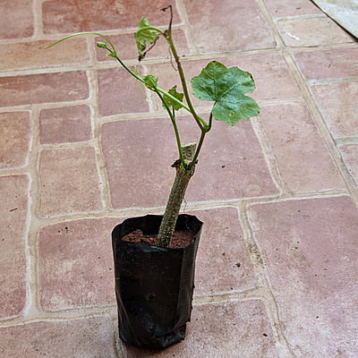 దొండ మొక్కలు Donda Plant Ivy Gourd దొండ మొక్కలు Donda Plant Ivy Gourd