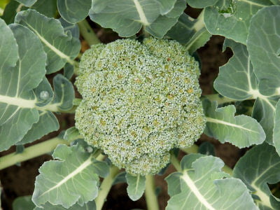 Broccoli Broccoli