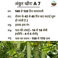Cucumber Seeds - Ankur Seeds (25gm)