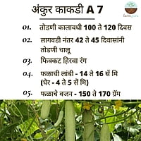 Cucumber Seeds - Ankur Seeds (25gm)