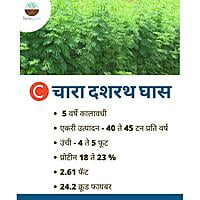C Desmanthus Fodder (1 Kg)