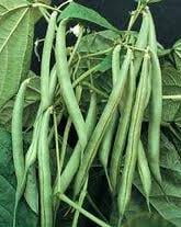 Bush Beans Bush Beans